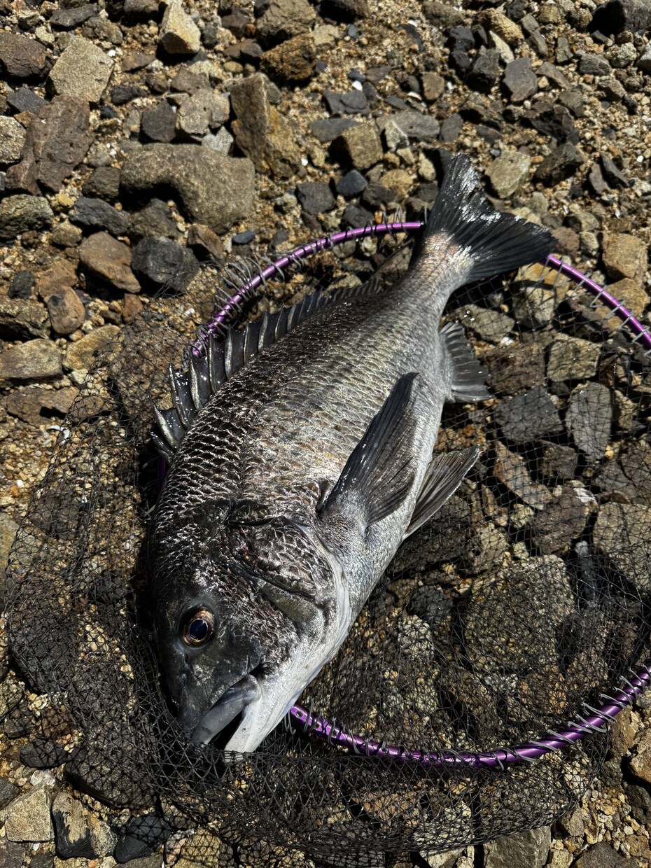 初心者歓迎フカセ釣りで釣れない原因と対策を教えます フカセ釣りで釣れない理由と釣った魚の美味しい食べ方教えます イメージ1