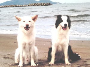 愛しい動物たちの純粋な想いを飼い主さんへ贈ります 動物たちの愛の想い通訳します❤️たくさん幸せ感じて下さい❤️ イメージ4