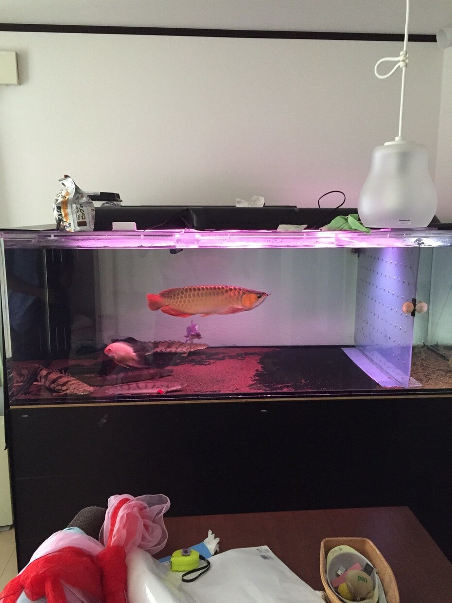熱帯魚飼育相談受けます 熱帯魚飼育の相談を受けて解決に努めます。 イメージ1