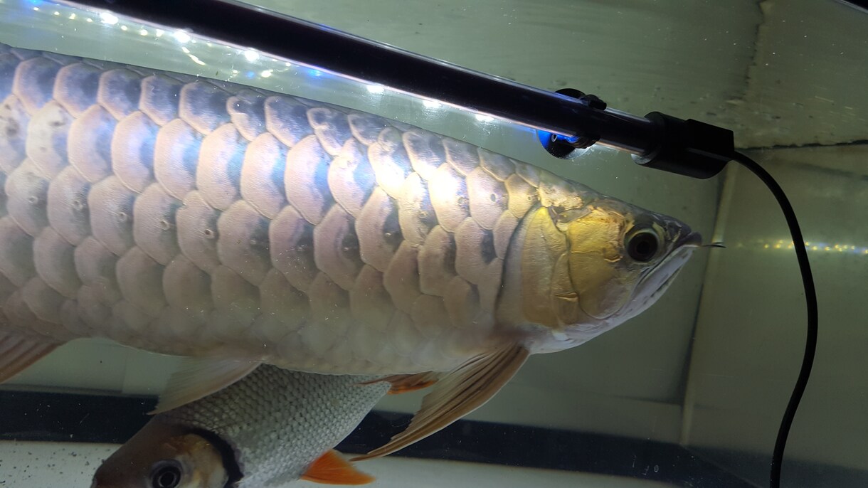 熱帯魚の飼育を始めたい方にアドバイス致します ショップに行ってアドバイスを聞くのに気が引ける方へ イメージ1