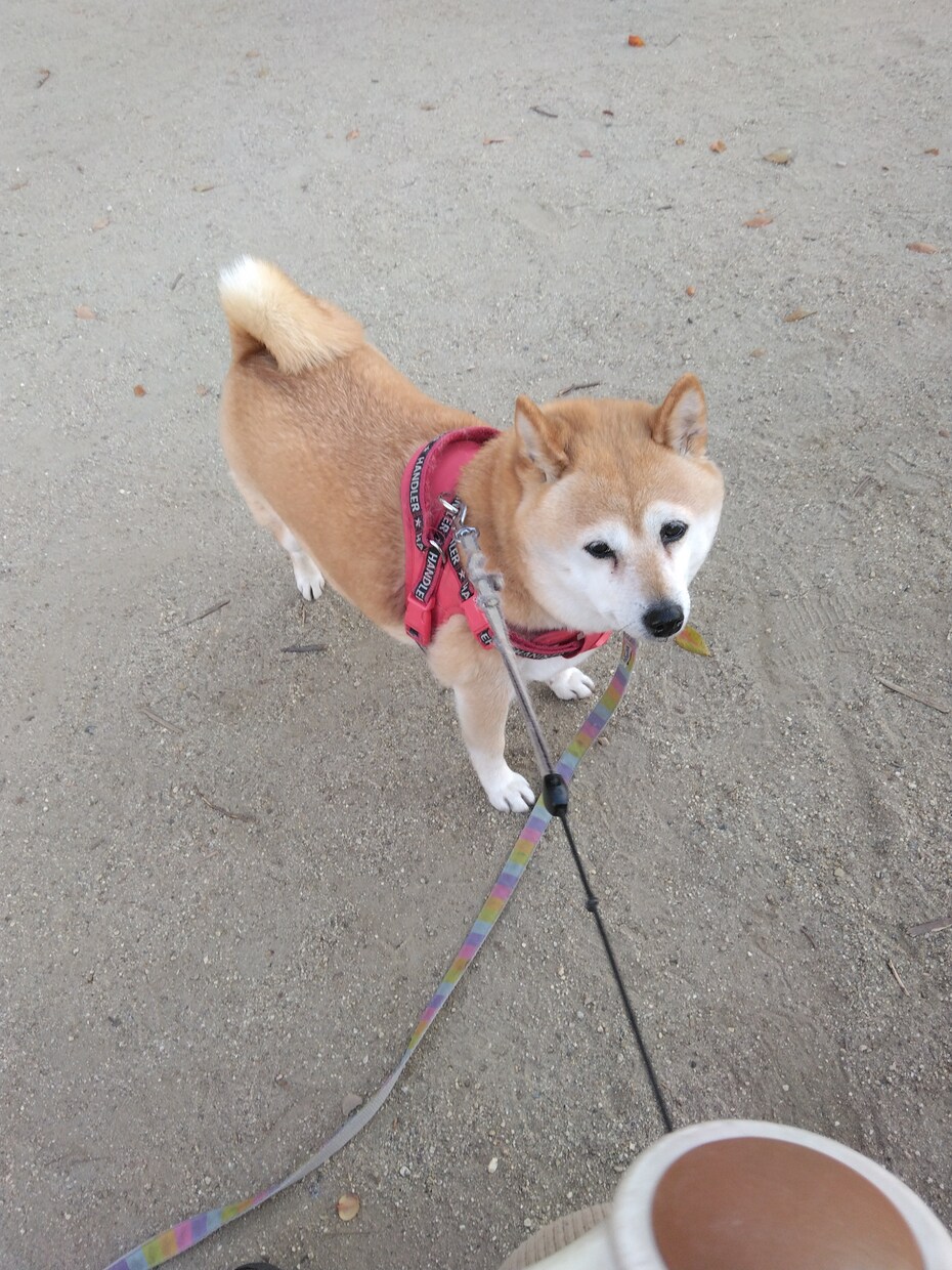 ルーン占い｜今日の流れと愛犬の関係を整えます 愛犬との関係と今日の流れをルーンでやさしく読み解きます イメージ2