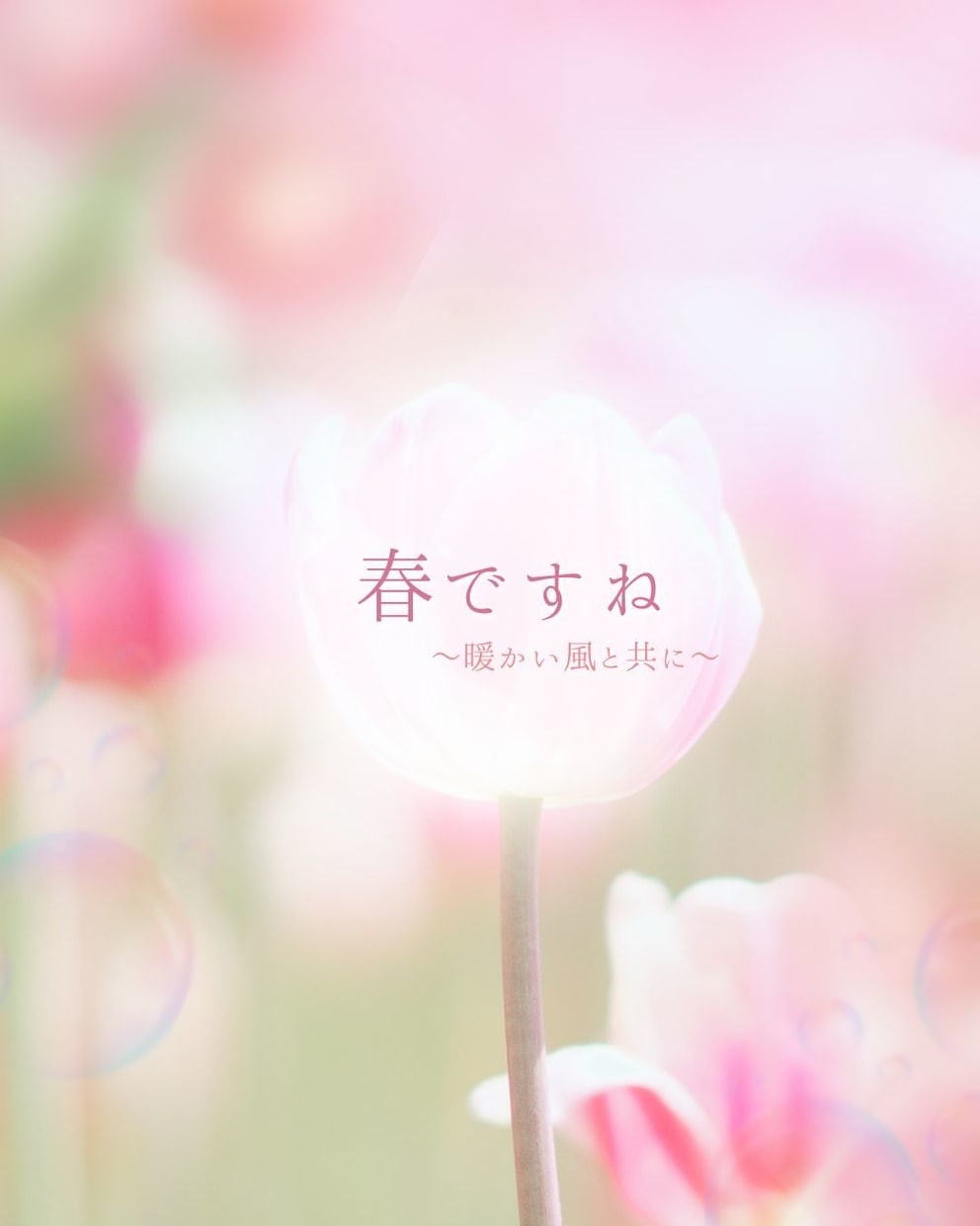 Canvaで優しい雰囲気の画像デザインを作成します noteやブログに合う、優しい表紙を作ります。 イメージ1