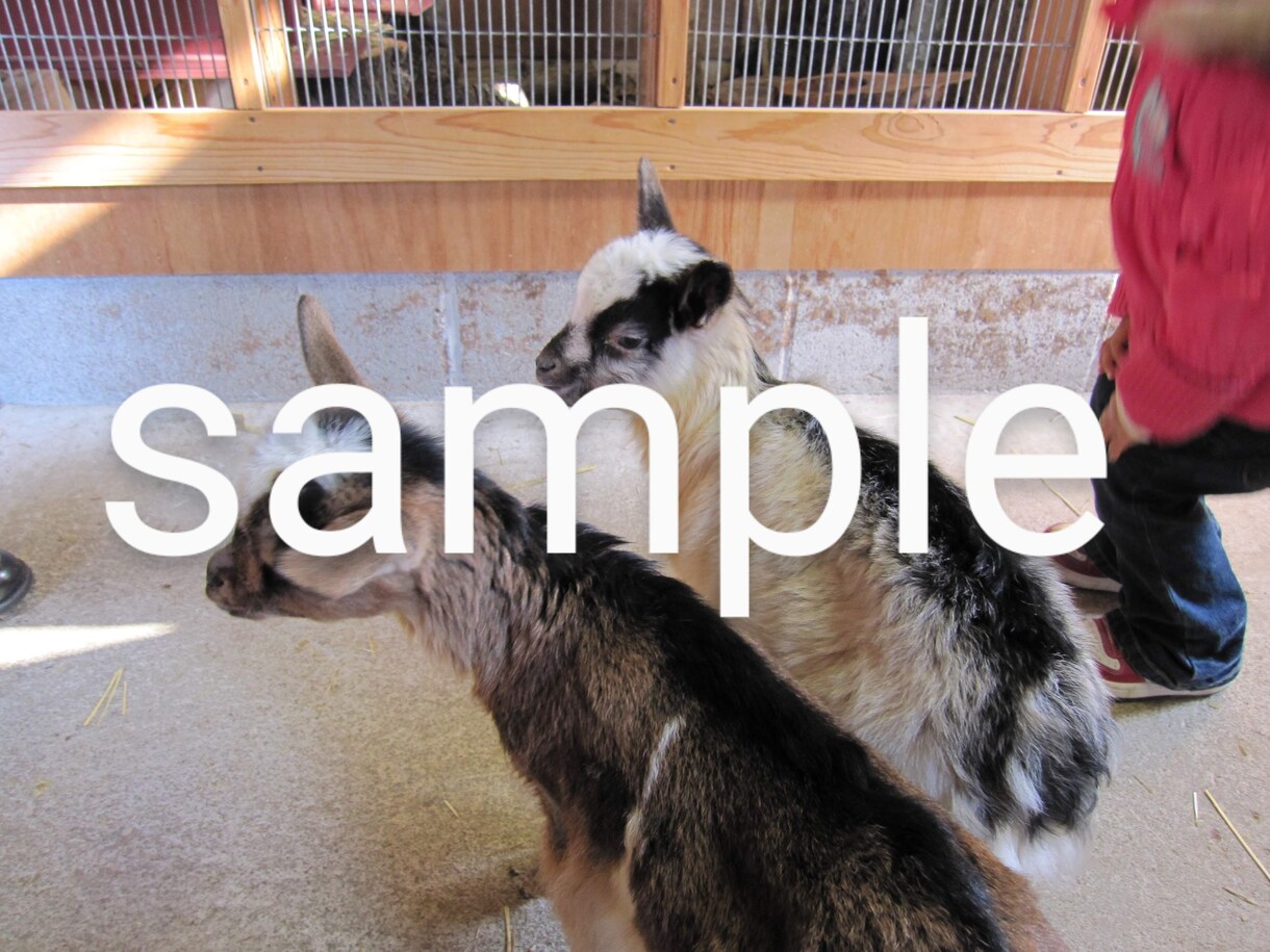動物写真(ヤギ特集)を提供します ヤギたちの可愛くて癒される写真です♪ イメージ3
