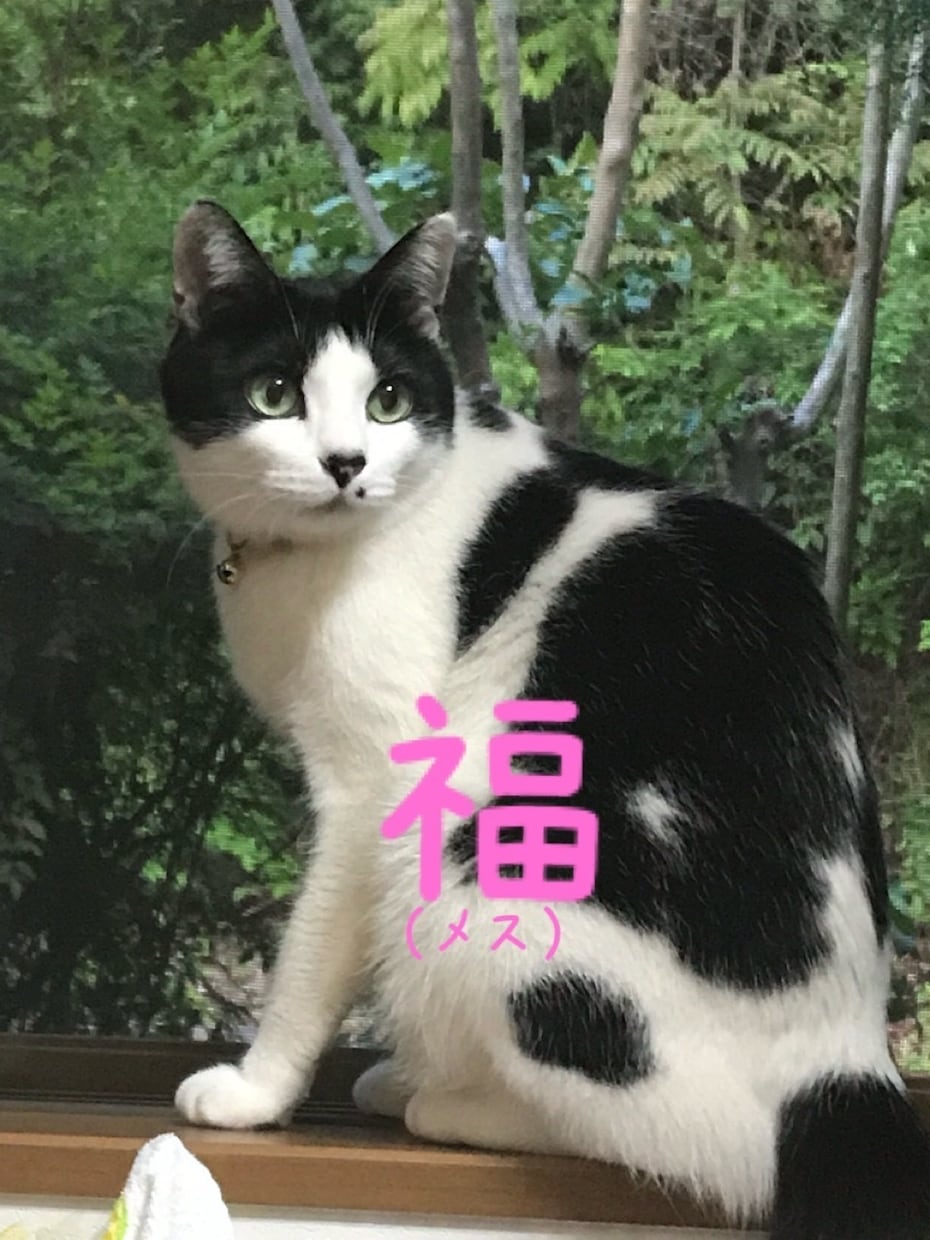 障がいを持ってるお母さんの話を聞きます 人に話すとスッキリしますよちゃんと相談にものります安心してね イメージ3