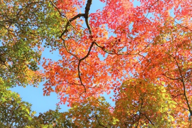 繊細さんのお話しを聞きます 繊細で生きづらさを感じるかたへ イメージ1