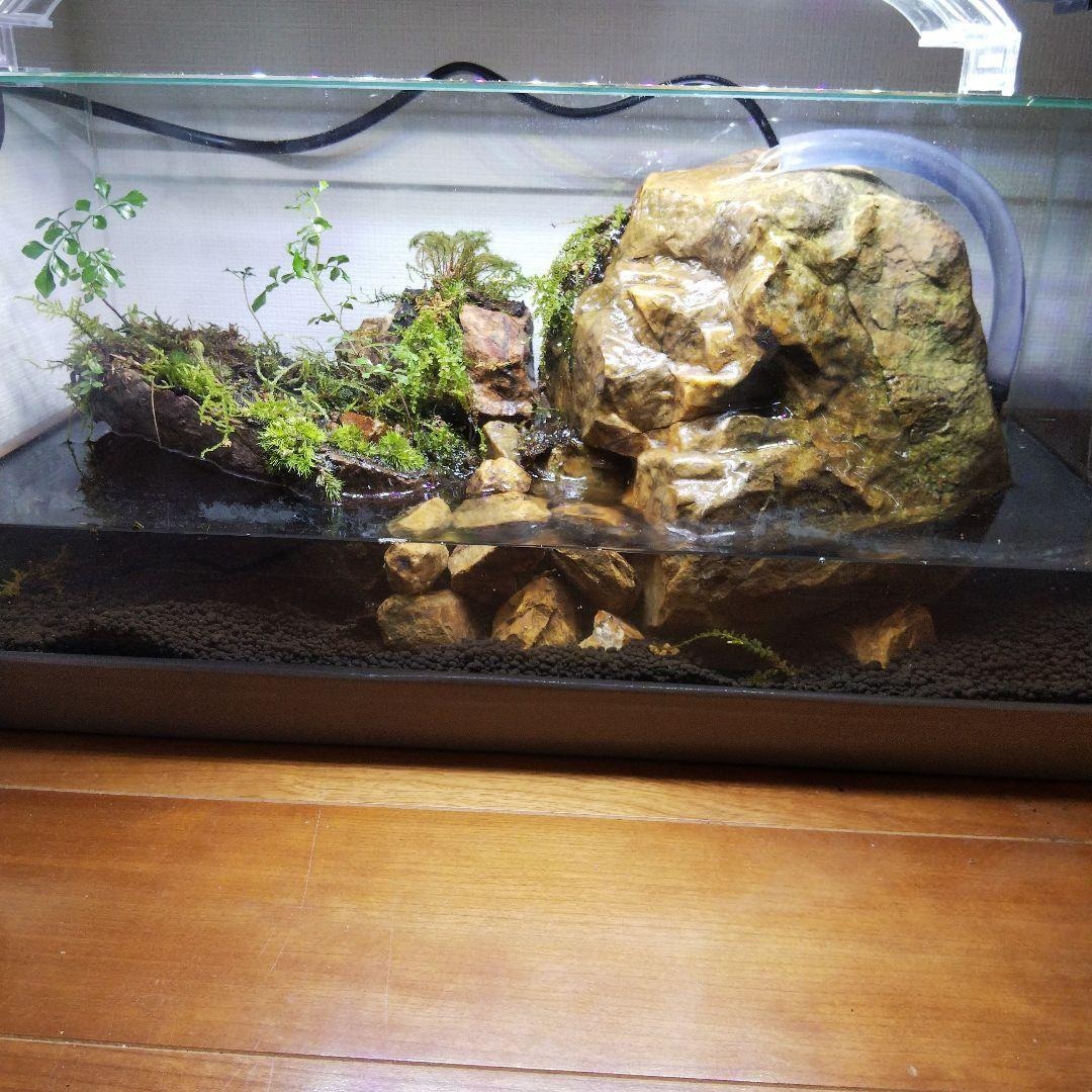 滝のあるアクアテラリウムをつくります イモリを飼育したい方や、苔に興味のある方へ イメージ5