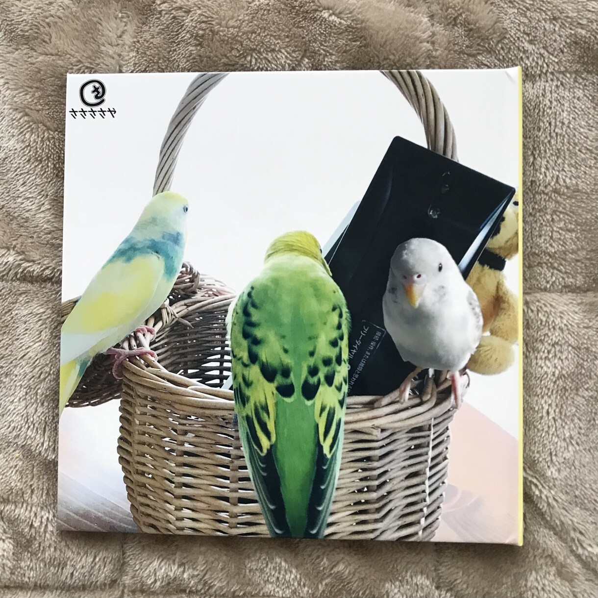 写真集のご制作致します ペットの写真集、記念日の写真集等ご制作致します。 イメージ4