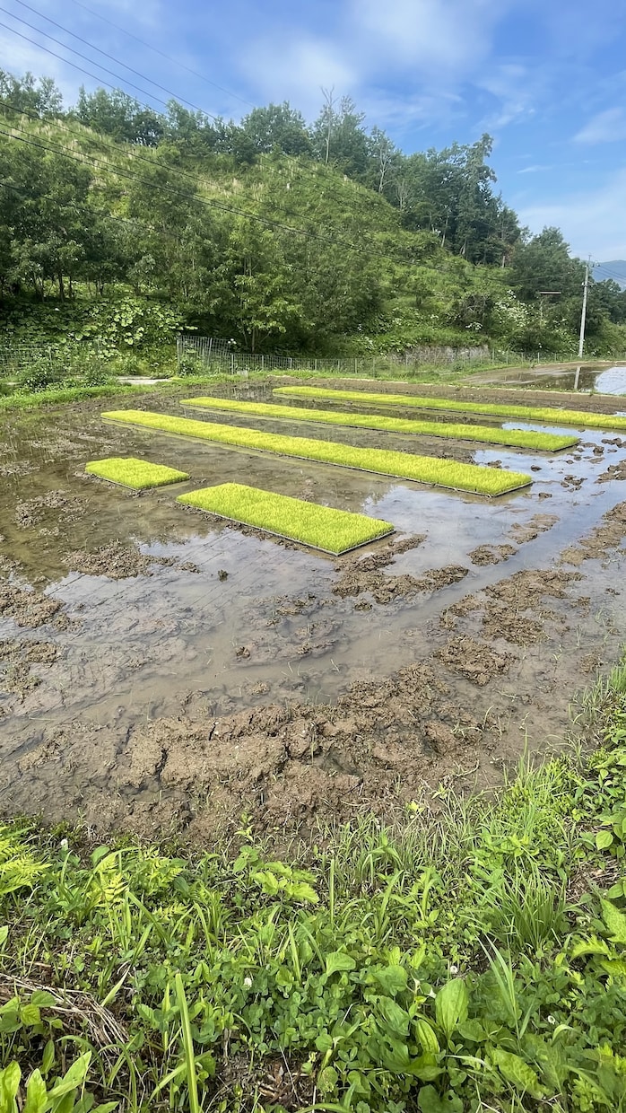 田舎ならではの風景撮影代行いたします 田園、畑、山etc都会では撮影できない景色をお届けします イメージ8