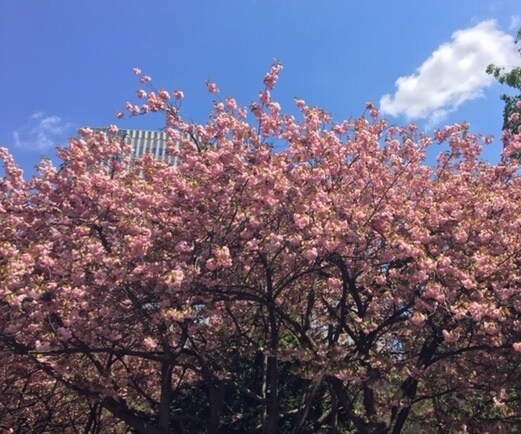 札幌＆札幌近郊の旅行の相談にのります 病気やけがで旅行やお出掛けが不安なあなたへ イメージ9