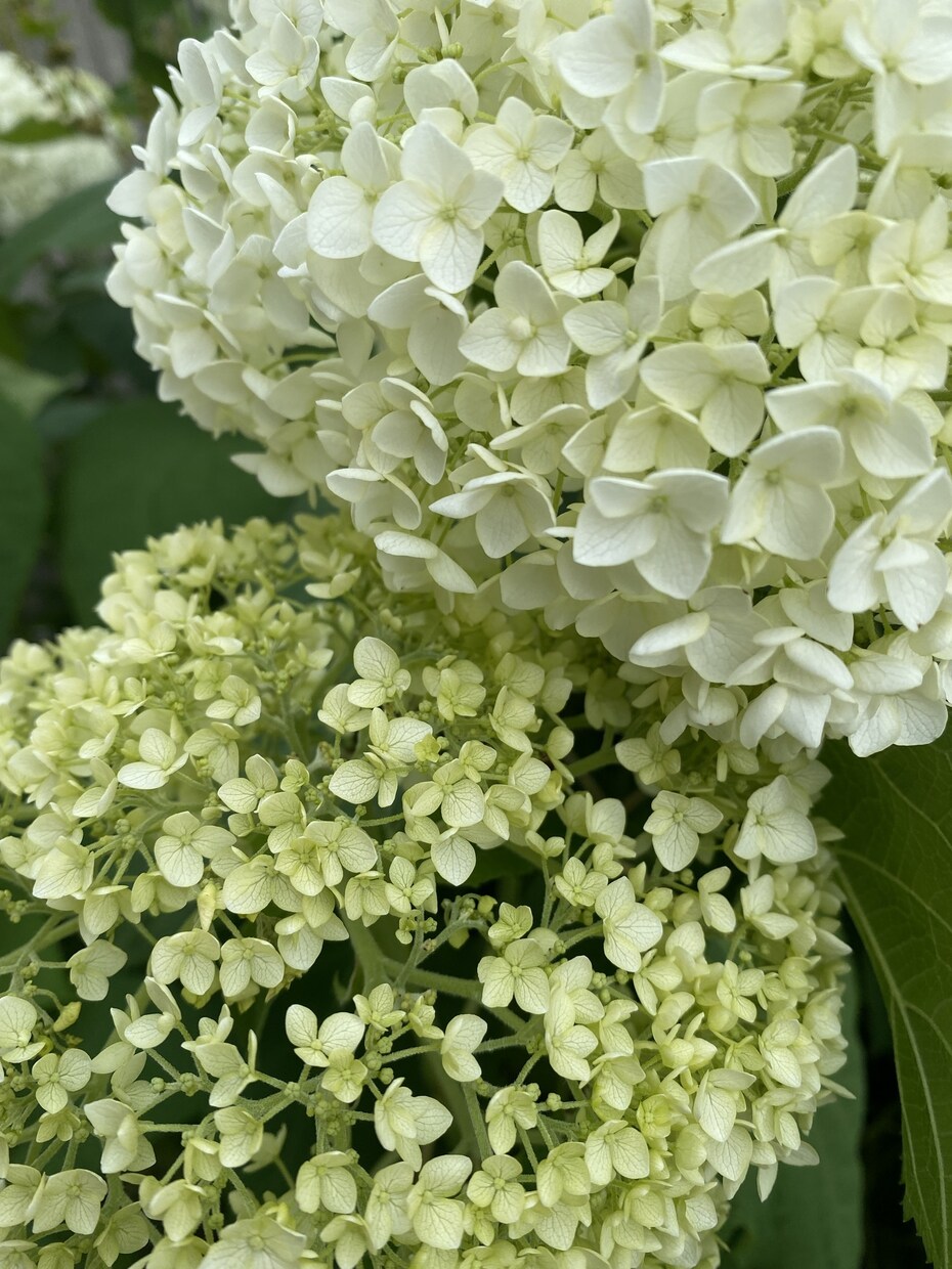 植物のお悩み解決します ほんのちょっと相談したい！聞いて！でもOK イメージ1