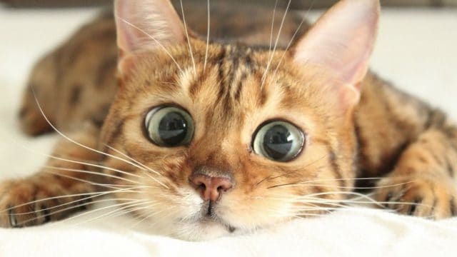 エンジェルズオブジアースアニマル伝授致します 大切なペットちゃんへのヒーリング¨̮♡ イメージ1