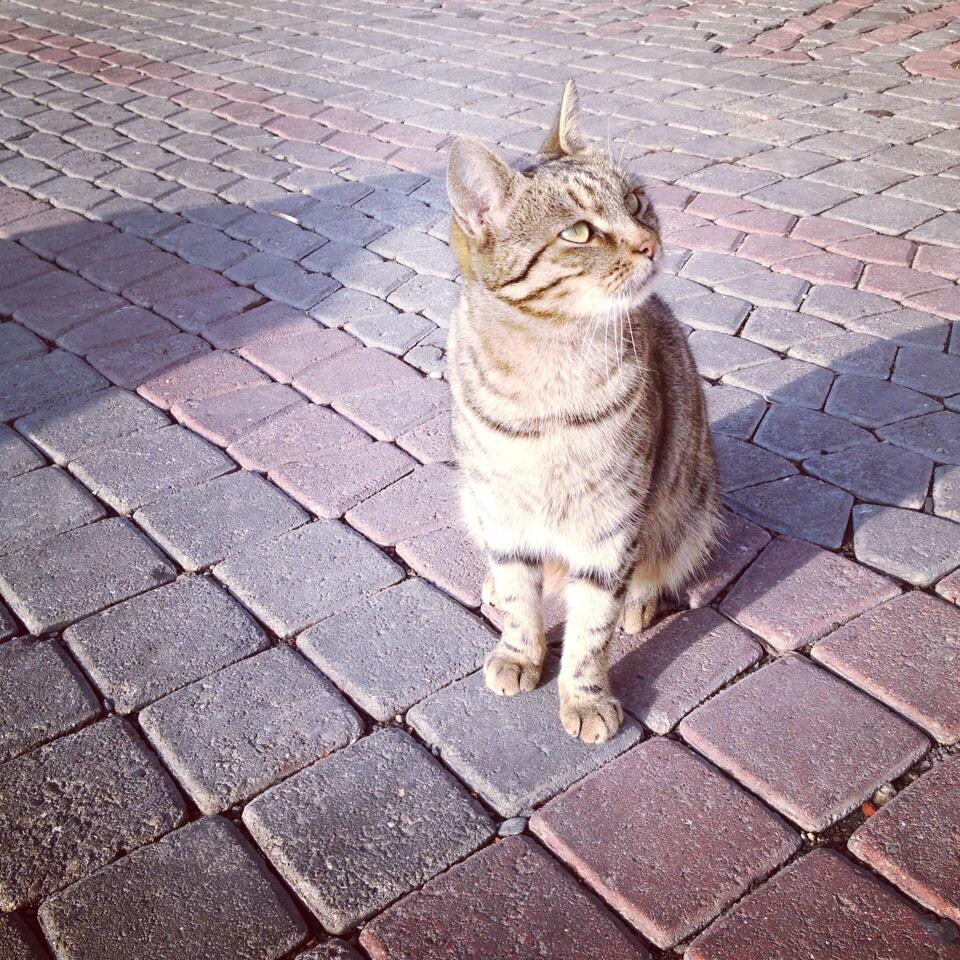 ペットとの関係に悩む方のカウンセリングを致します 動物達との良好な関係を築くお手伝い イメージ1
