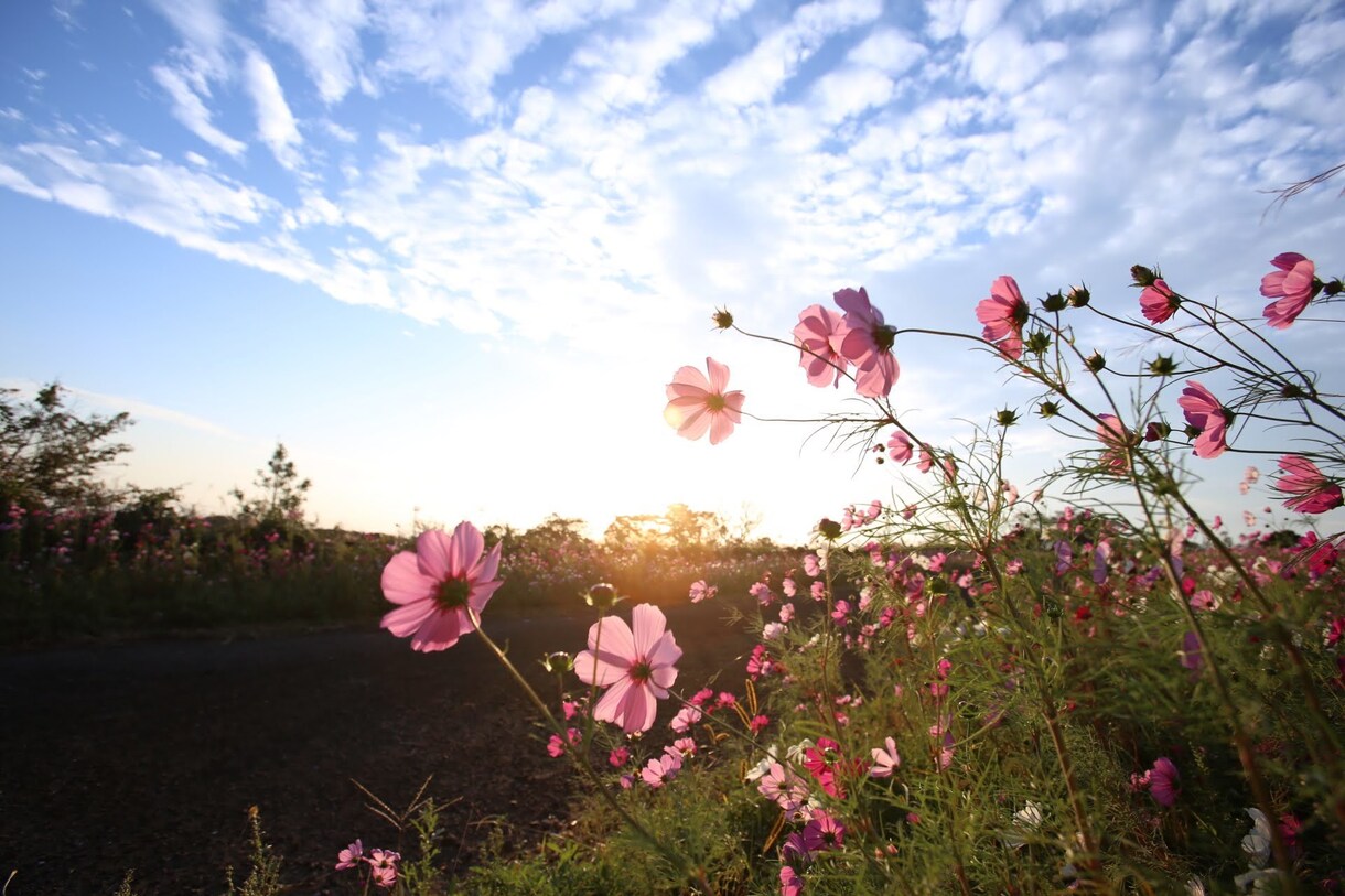 携帯で撮った写真を綺麗に加工ます お客様の携帯で撮影された画像の写真をプロ並みに加工します。 イメージ9