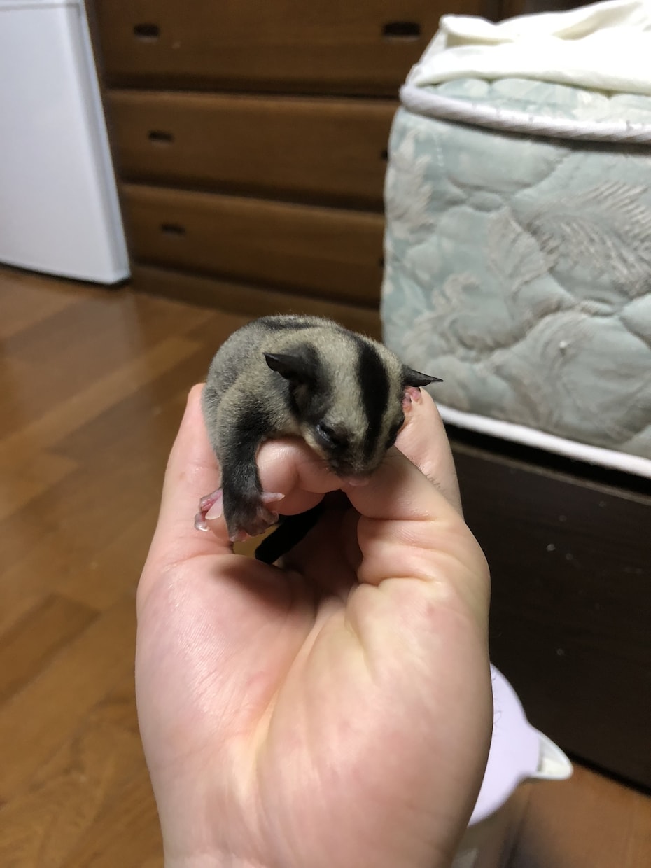 動物の飼育相談、問題行動相談になっております 犬、猿、フクロウ、モモンガ、爬虫類全般、その他飼育経験あり イメージ3