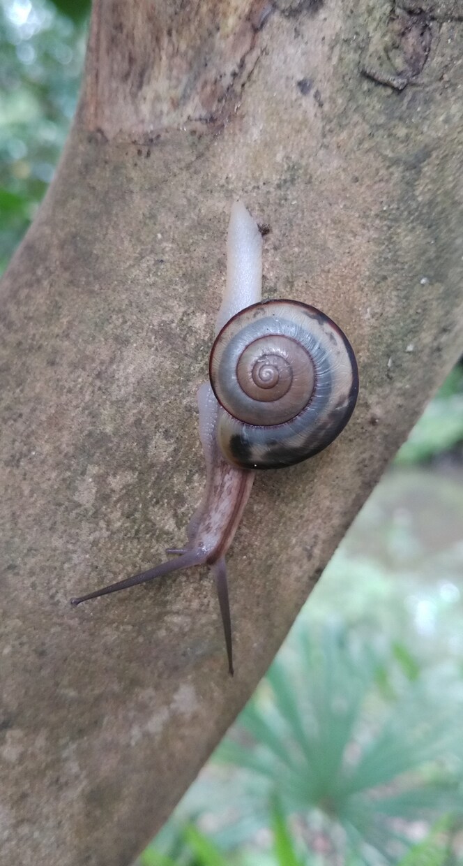 爬虫類、両生類、昆虫等 飼育初心者の相談に乗ります 爬虫類,両生類、昆虫、奇蟲の飼育など、飼育歴30年以上です。 イメージ8