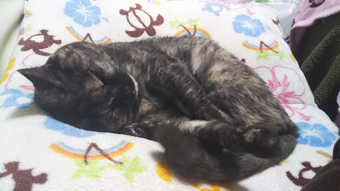 シニアペットの様々な対策を一緒に考えます 住まいに合ったシニアペットの生活環境を考えませんか？ イメージ1