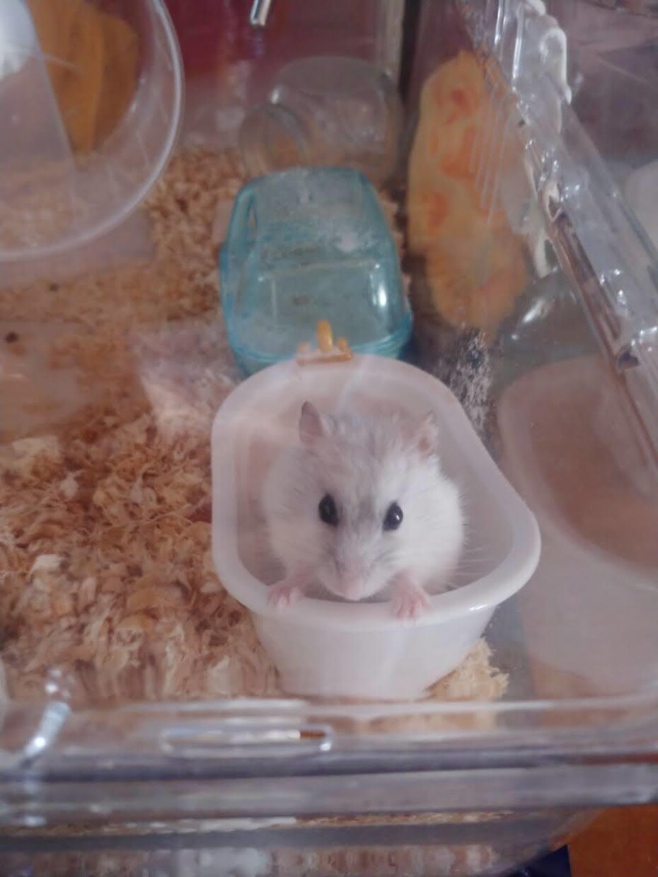 ペット相談のります 飼っている方、飼うか迷ってる方へ イメージ3