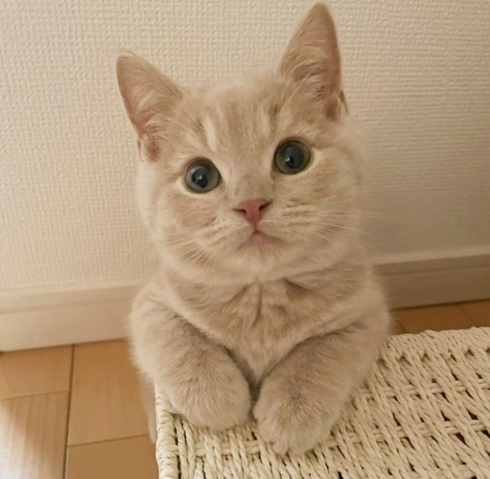 あの人はあなたをどう思ってる❓サクッ♪と鑑定します 高的中率⭐気になる"あの人"の心の中をのぞいてみませんか❓ イメージ6