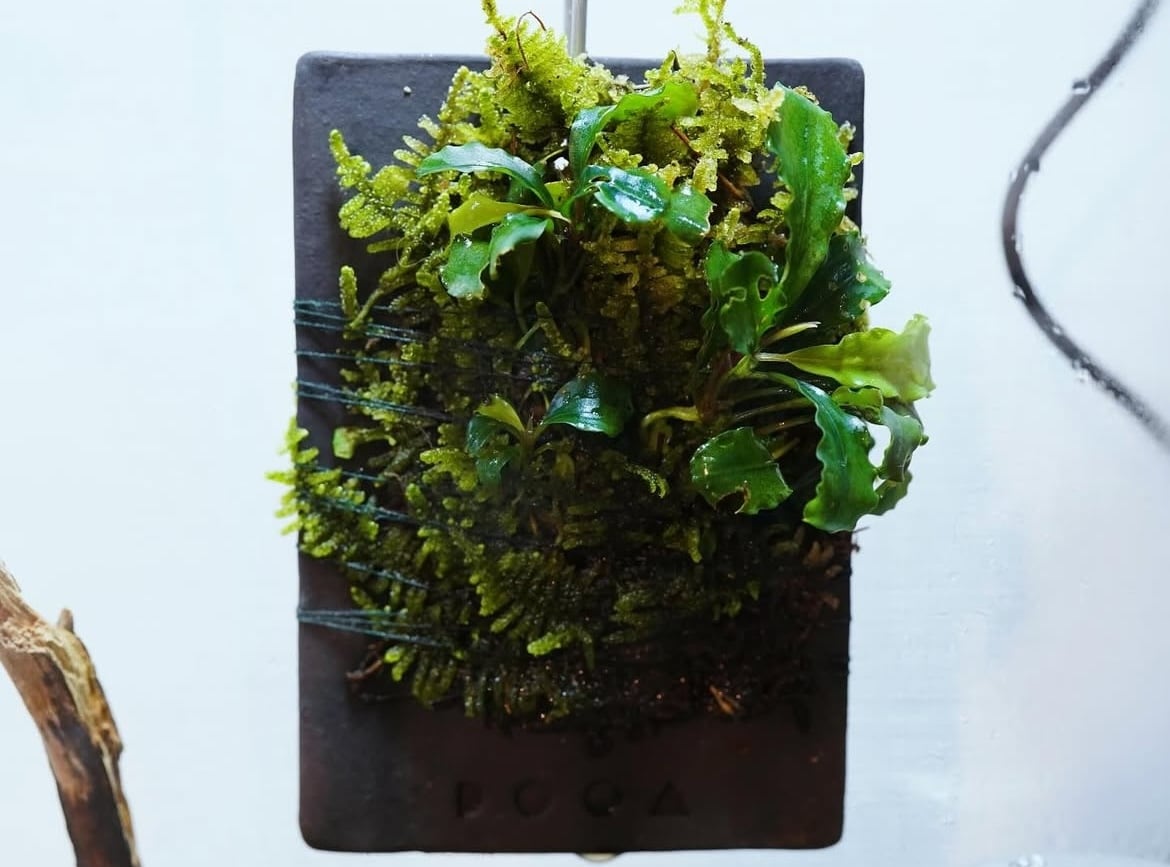パルダリウム・テラリウム・苔リウムを作成します パルダリウム・テラリウム・苔リウムを作成します。 イメージ4