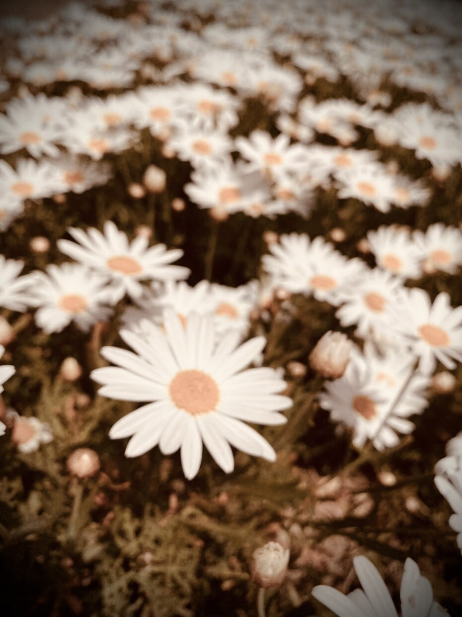 にほんごをべんきょうちゅうのひとをおうえんします にほんごのはなしあいてをします イメージ1
