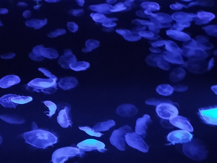 水族館デートのプランを考えます 全国各地の水族館に行く水族館好きによるデートプランを考えます イメージ1