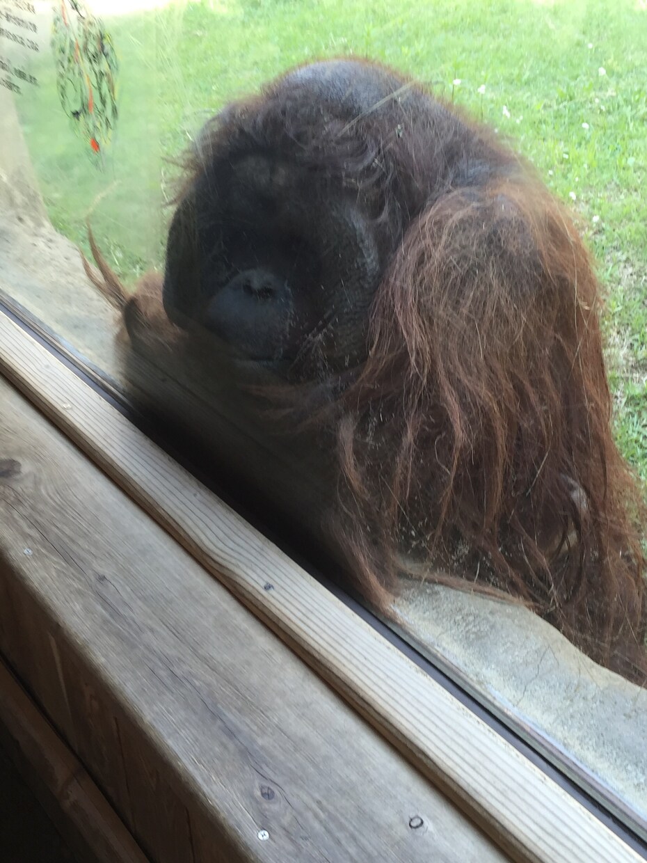 動物達の面白い豆知識や生態教えます この夏、お子さんや彼女と動物園に行く方々発見！！ イメージ3