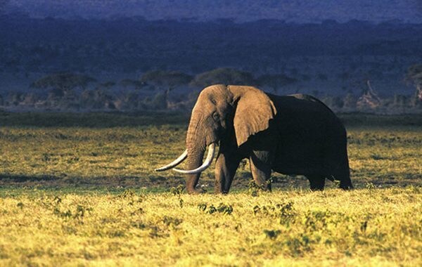 初めてのタンザニア旅の旅行プランの相談をします あなたのタンザニア旅、もっと特別に イメージ1