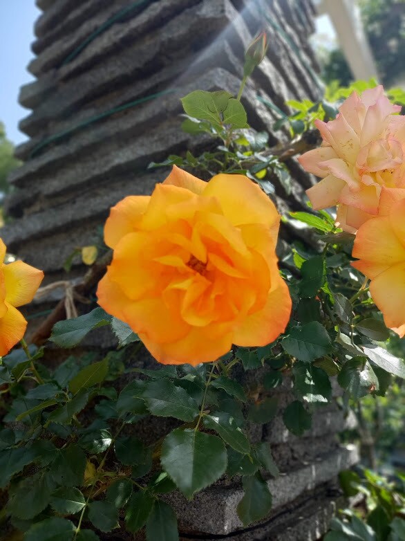 お花からのメッセージをお伝えします 気になったお花のお写真から、お花のメッセージをお伝えします イメージ4