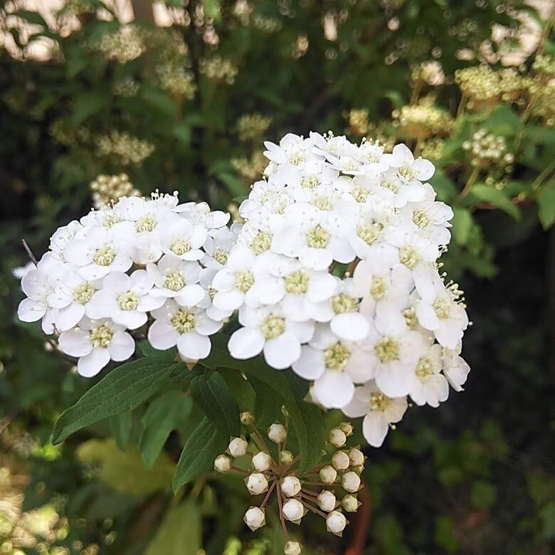 お花からのメッセージをお伝えします 気になったお花のお写真から、お花のメッセージをお伝えします イメージ3