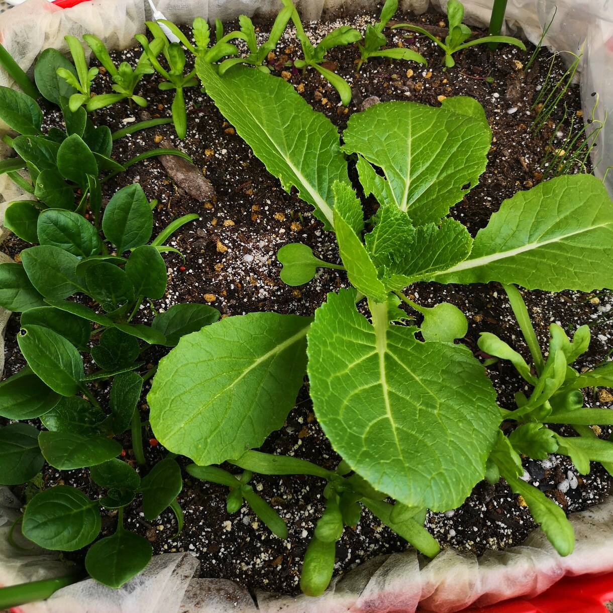 プランター無農薬・無化学肥料の野菜作りお教えします あなたの環境に合った優しい家庭菜園が学べます イメージ8