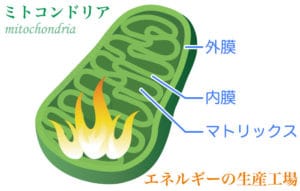 本物のダイエット法のメニュー提供します ミトコンドリアを活性化させ、３ヶ月でボディメイクができます。 イメージ2