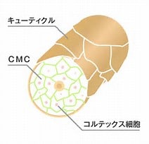 髪の悩み縮毛矯正パ－マカラ－後ゴワパサ解消します 髪の悩み相談傷んだり細くなった髪質改善へのアドバイス イメージ1