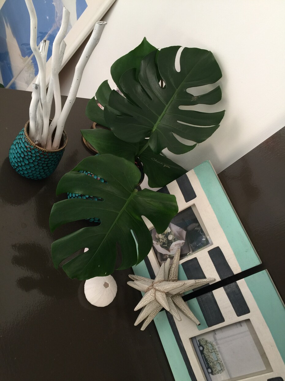 あなたの部屋合う植物教えます お家に合った植物を飾りたい方、花を生活に取り入れたい方へ イメージ1