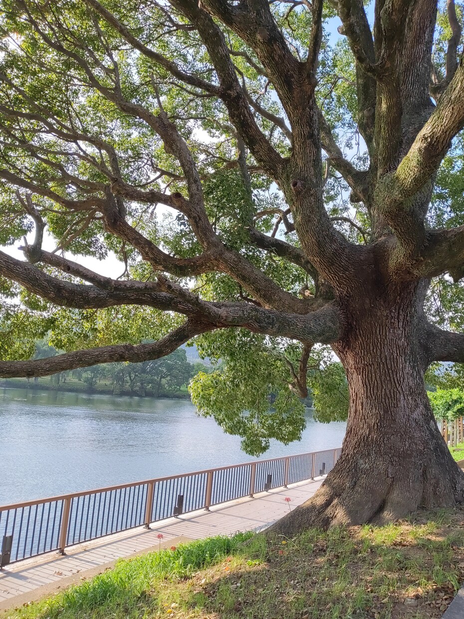心のデトックス　アラフィフママがサポートします 何でも話してスッキリ(*^^*)明日の為にリフレッシュ！ イメージ3