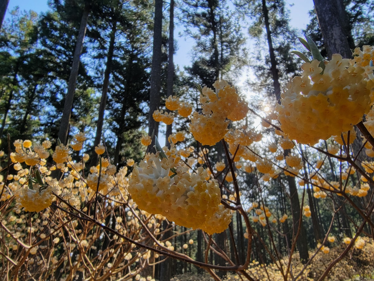 ミツマタの、写真を提供します みつまたの花の写真集です。春のみ咲く貴重なお花。 イメージ1