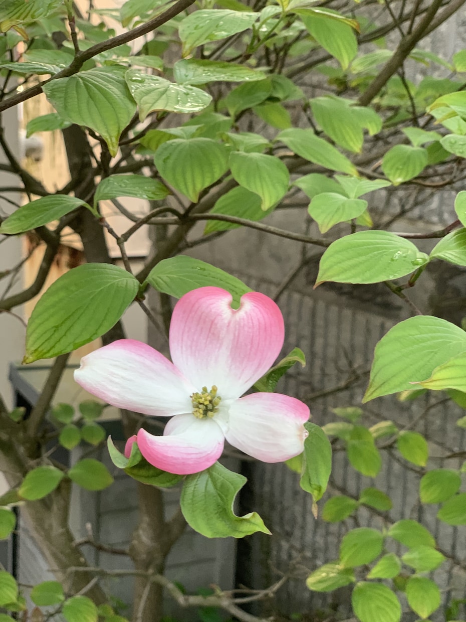 あなたのお話相手になります お悩み。話し相手がほしい方。ゆったりとした時間をあなたに。 イメージ1