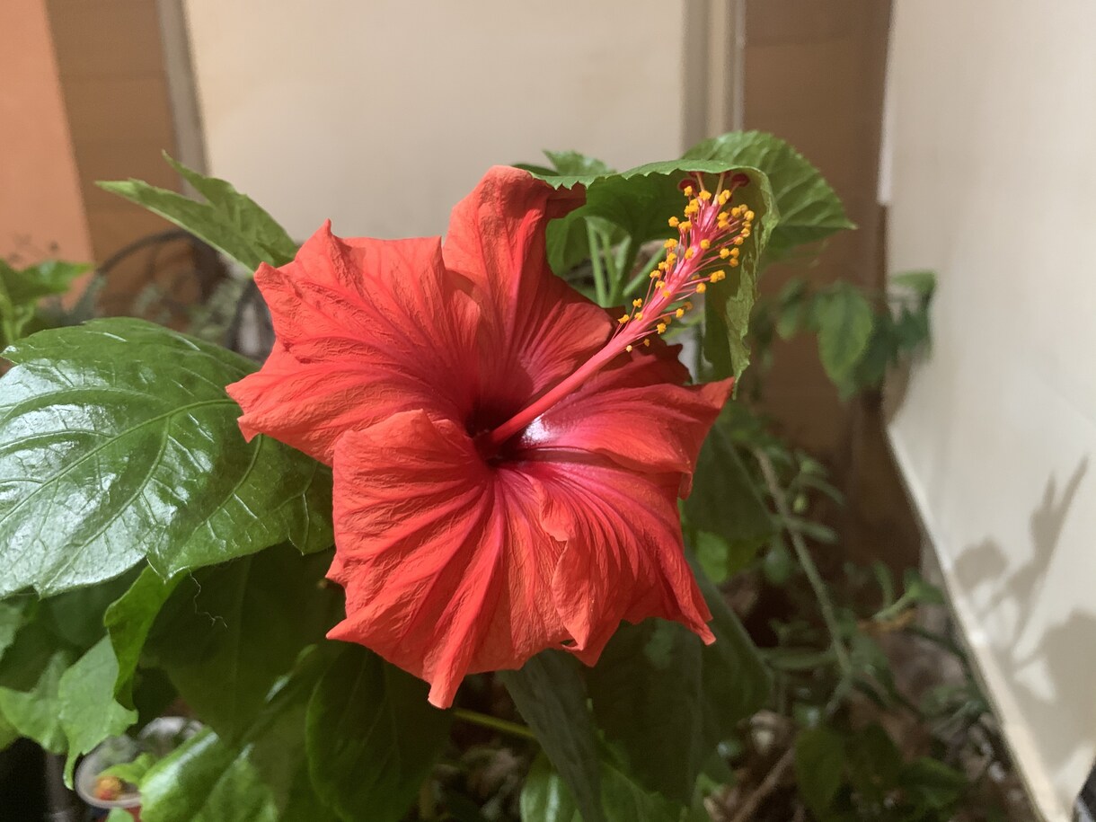 花の育て方を教えます 育てとい花の簡単な育て方を教えます。 イメージ1