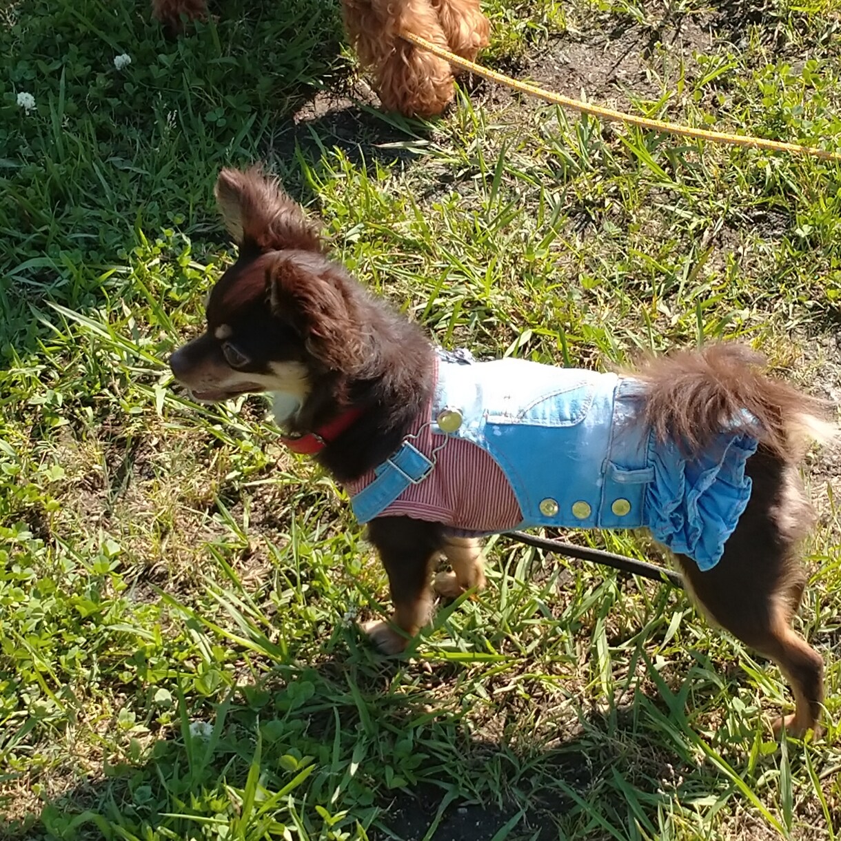 愛犬との生活を豊かにするお手伝いをします ☆多数資格取得の愛犬家がお悩みや楽しい犬との生活をアドバイス イメージ4