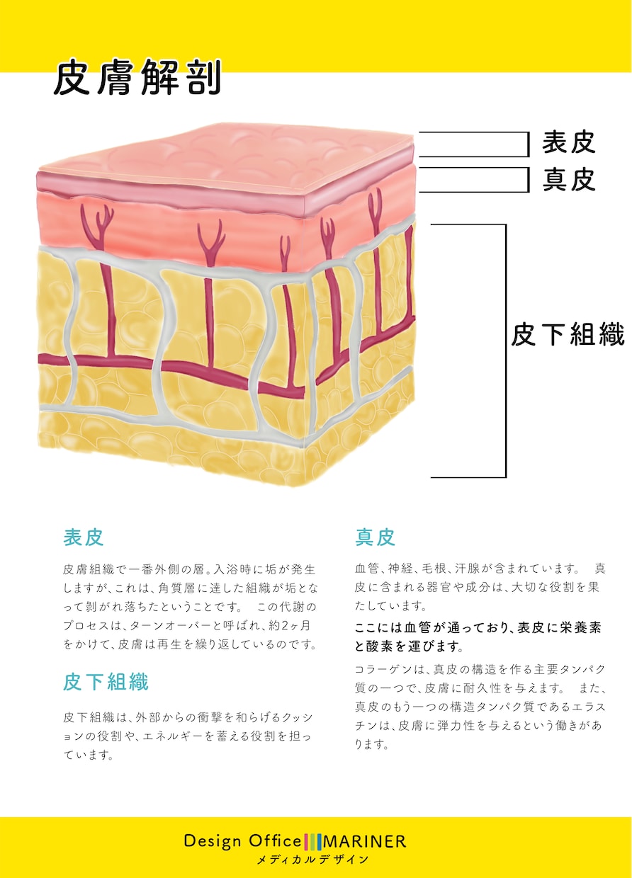 素材お探しですか？図解/美容/解剖イラスト描きます 前職理学療法士でプロのイラストレーターが描く安心クオリティ！ イメージ4