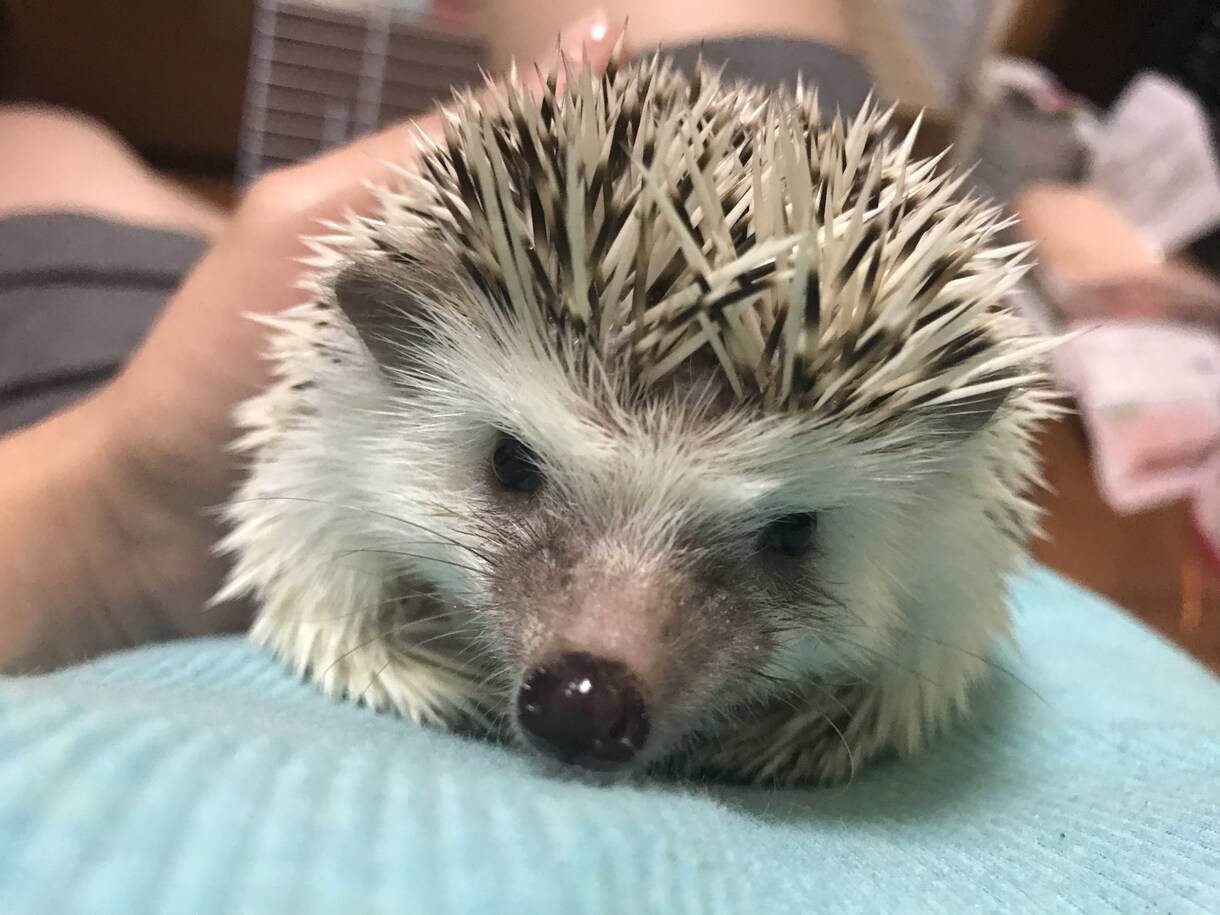 ハリネズミの飼い方＆買い方教えます ハリネズミ飼育の経験に基づいたアドバイス。 イメージ2
