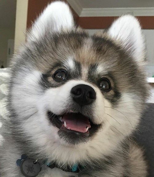 癒し必須！生粋の犬系男子大学生が彼氏になります 仕事や大学で疲れて癒しが欲しいそこのあなたへ！ イメージ1