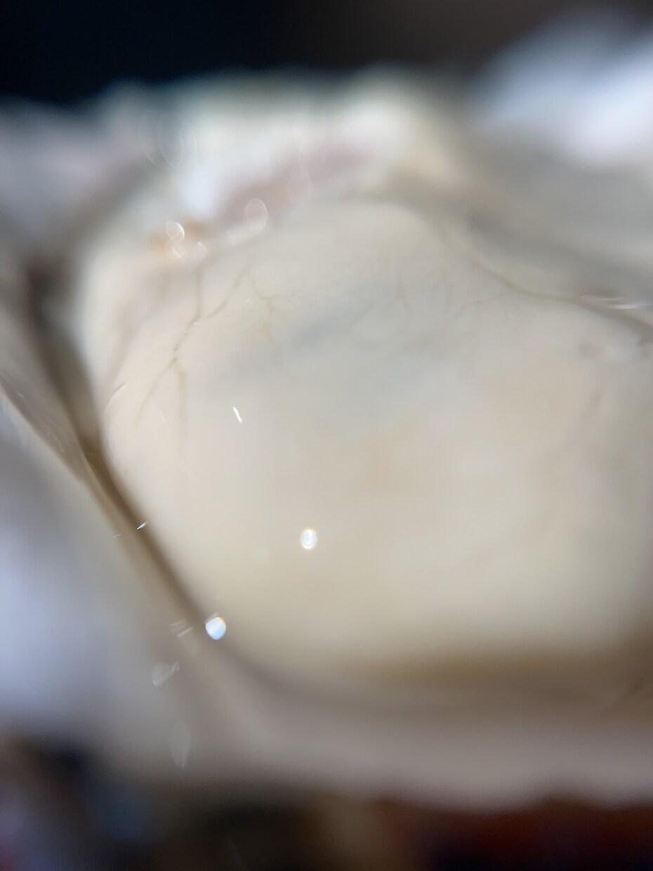 植物、食材を中心に色々な写真を投稿します ミクロの世界への挑戦と探検。まだ見ぬ世界へ。 イメージ8