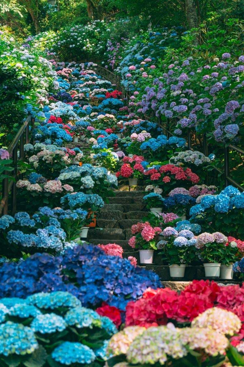 あなたに花を咲かせるヒーリングをします あなただけの花を。オーラの花を育てましょう。 イメージ2