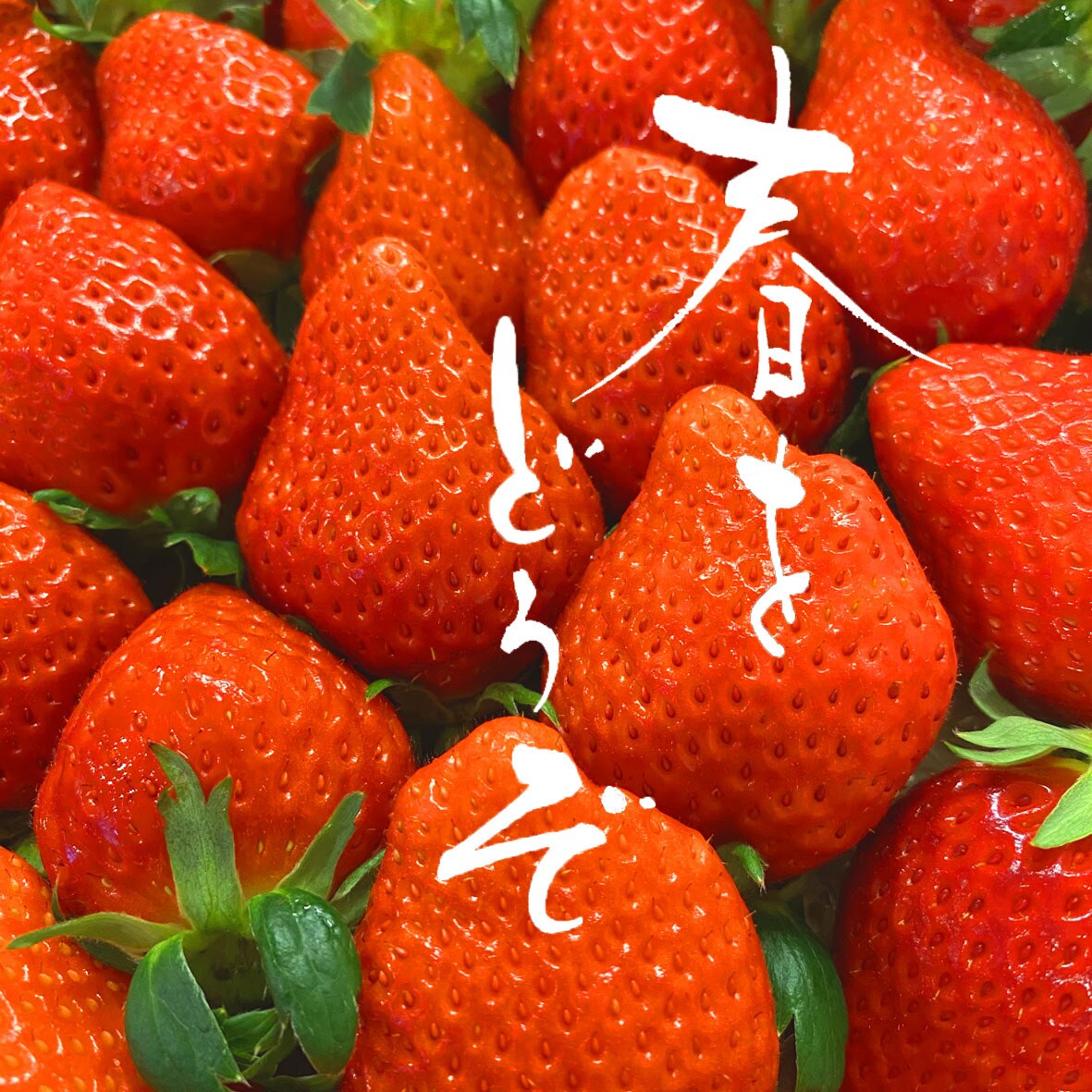 筆文字のデザイン力と書道の技術を活かして制作します ひとつ格上の筆文字を目指します イメージ10