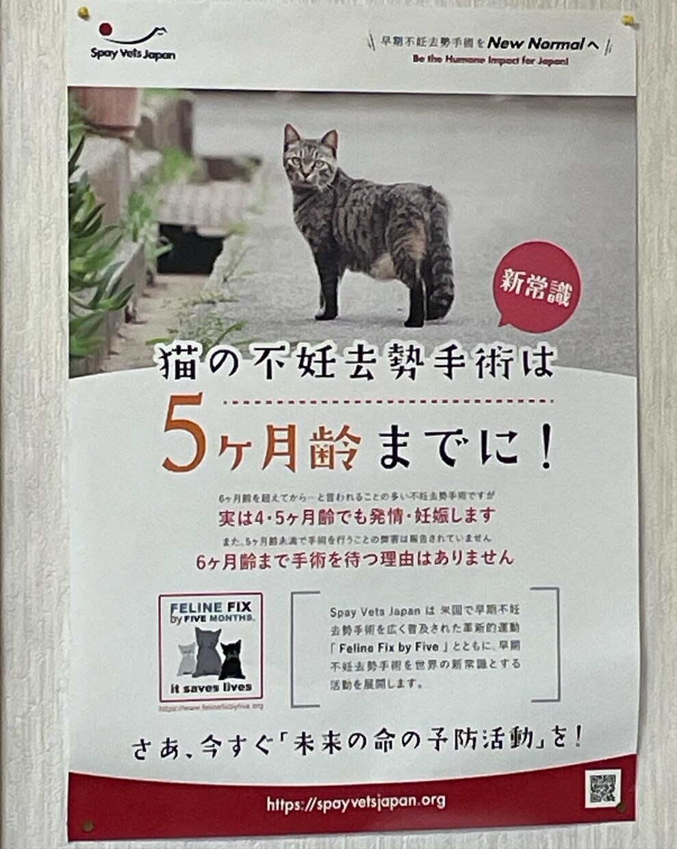 地域猫や多頭飼育崩壊した猫の格安不妊手術相談承ます この出品は購入はされないで、DMからお問い合わせ下さい イメージ7