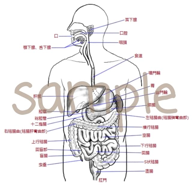 分かりやすい手書き医療系イラストを提供します 医療医学系の方向け！難しい医学をイラストで説明しませんか？ イメージ2