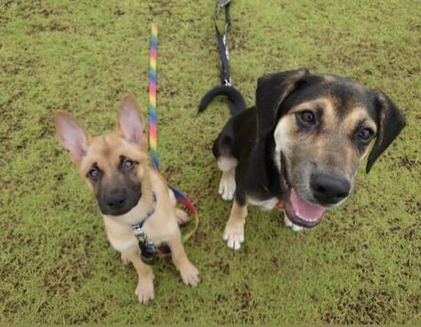 保護犬を飼うかどうか迷っている人の相談に乗ります 保護犬って何？　ペットショップとの違いは？　我が家に合う犬 イメージ1