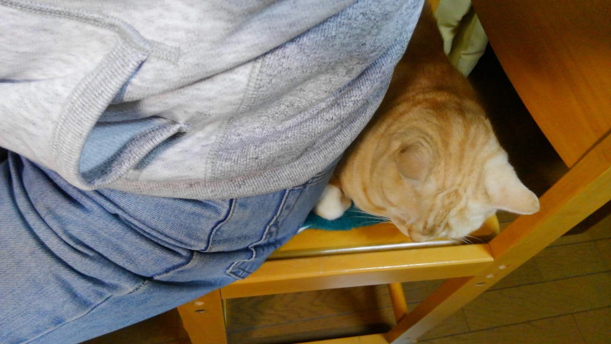 猫サロン。猫と遊んだり、猫との生活を色々知れます リモートでアメリカンショートヘアとひとときを過ごしませんか イメージ9