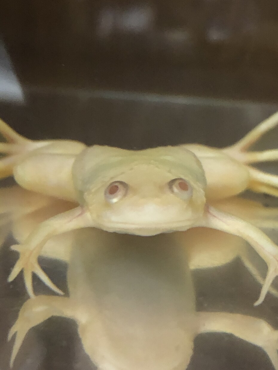 動物の飼育相談乗ります 昆虫、魚、両生、爬虫、哺乳類まで！飼育環境等相談乗ります！ イメージ4