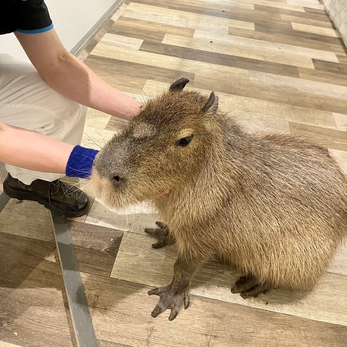 オーラパワーアップで運気を高めます オーラとチャクラのエネルギーを整え、運が良い状態を作ります。 イメージ1